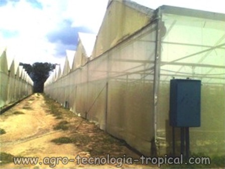 Invernaderos con malla antiafido en las paredes se presento ataque de palomilla de la papa